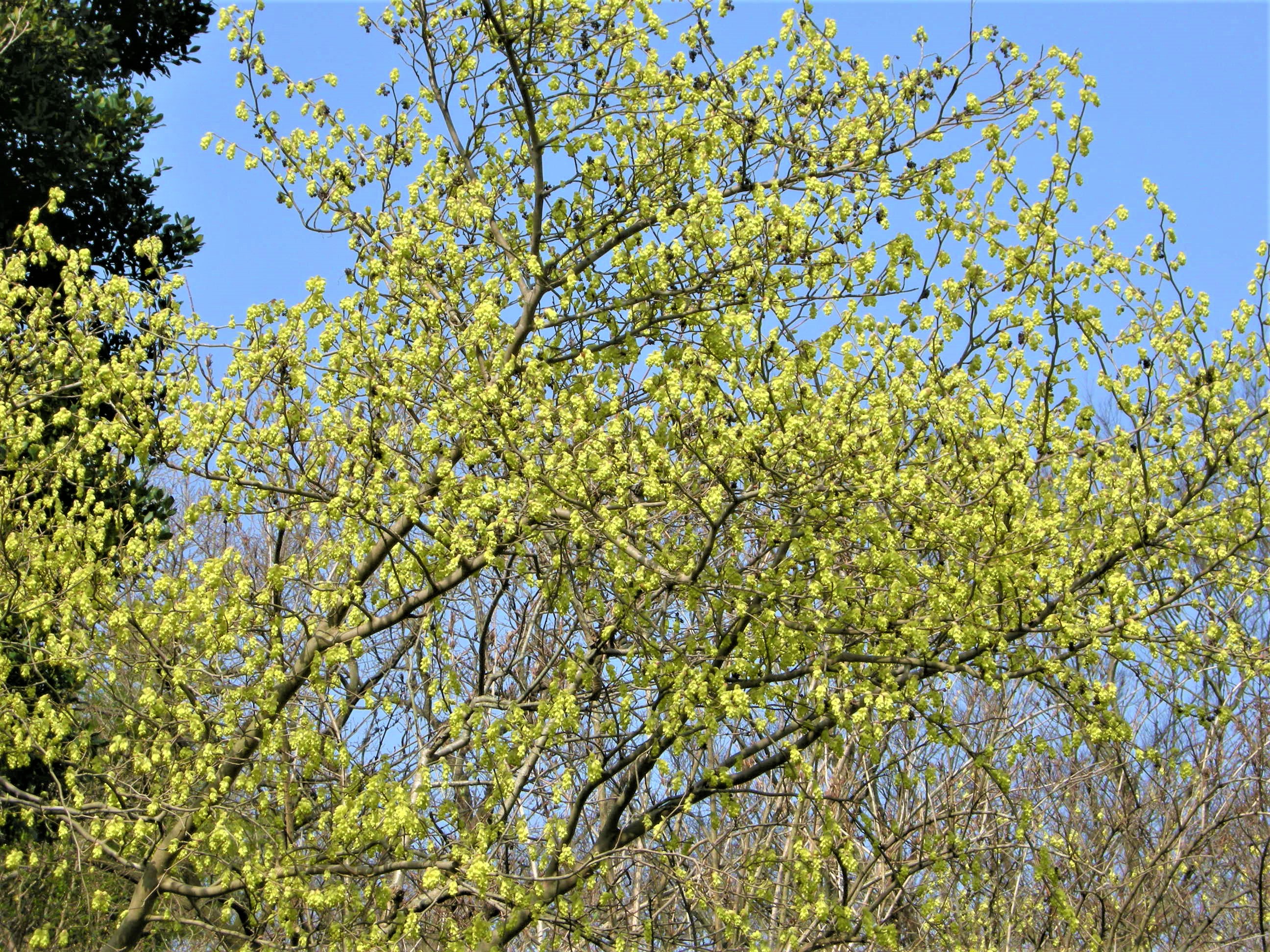 155．《トサミズキ（土佐水木）》 | ニッセイ緑の財団ニュース